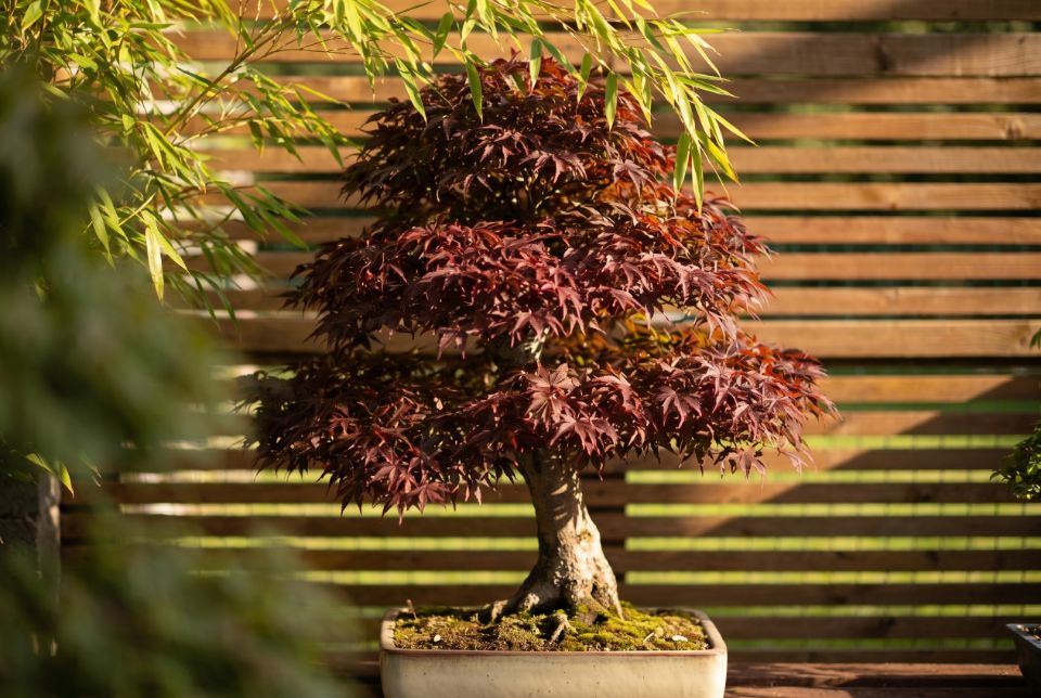 A maple bonsai on the bench at Bamsai in dappled light