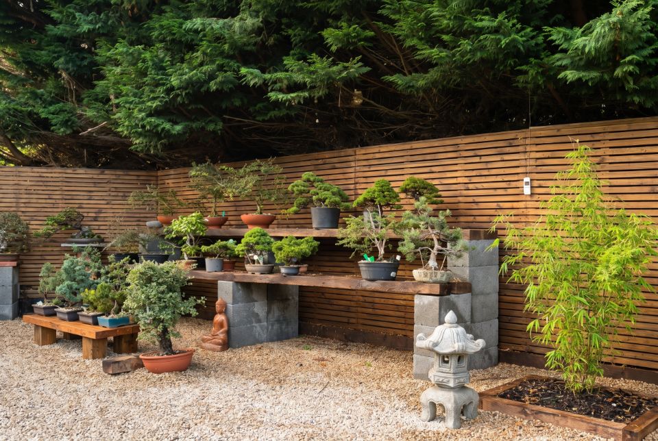 Bonsai on a timber bench at Bamsai with a young bamboo clump growing beside it
